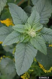Attēlu rezultāti vaicājumam “Amaranthus retroflexus flower”