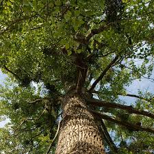 Attēlu rezultāti vaicājumam “Populus x jackii flower”