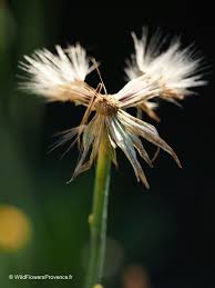 Attēlu rezultāti vaicājumam “Hypochaeris radicata fruit”