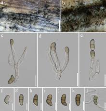 Attēlu rezultāti vaicājumam “Stemonitis foliicola stalked”