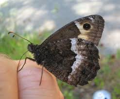 Attēlu rezultāti vaicājumam “Hipparchia alcyone underside”