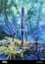 Attēlu rezultāti vaicājumam “Cordyceps ophioglossoides”