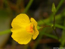 Attēlu rezultāti vaicājumam “Utricularia intermedia bud”