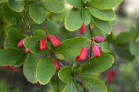 Attēlu rezultāti vaicājumam “Berberis vulgaris fruit”