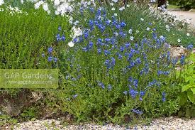 Attēlu rezultāti vaicājumam “Veronica austriaca subsp. teucrium”