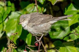 Attēlu rezultāti vaicājumam “Sylvia nisoria adult”