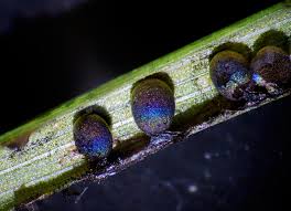 Attēlu rezultāti vaicājumam “Lamproderma pulchellum macro”