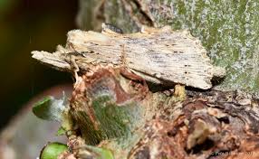 Attēlu rezultāti vaicājumam “Pterostoma palpina”