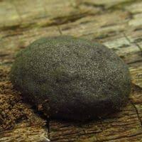 Attēlu rezultāti vaicājumam “Tubifera applanata”