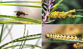 Attēlu rezultāti vaicājumam “Diprionidae”