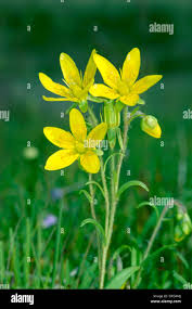 Attēlu rezultāti vaicājumam “Saxifraga hirculus flower”