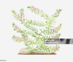 Attēlu rezultāti vaicājumam “Glaux maritima flower”