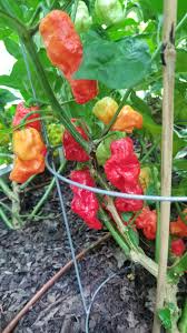 Afbeeldingsresultaat voor 7 pot hot pepper