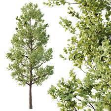 Attēlu rezultāti vaicājumam “Tilia platyphyllos subsp. cordifolia leaf”