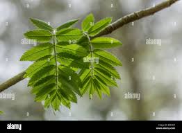 Attēlu rezultāti vaicājumam “Sorbus aucuparia leaf”