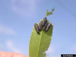 Attēlu rezultāti vaicājumam “Chrysomela vigintipunctata”