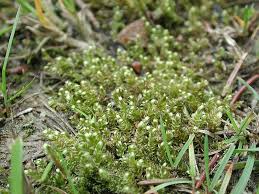 Attēlu rezultāti vaicājumam “Calliergonella lindbergii”