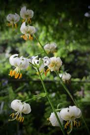 Attēlu rezultāti vaicājumam “Lilium martagon leaf”