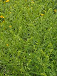 Attēlu rezultāti vaicājumam “Lithospermum officinale leaf”