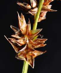 Attēlu rezultāti vaicājumam “Carex diandra”