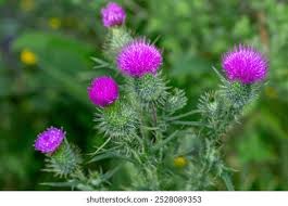 Attēlu rezultāti vaicājumam “Cirsium x rigens flower”