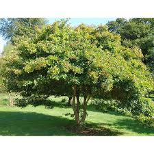 Attēlu rezultāti vaicājumam “Crataegus persimilis”