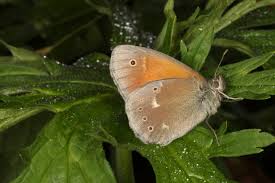 Attēlu rezultāti vaicājumam “Coenonympha tullia underside”