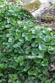 Attēlu rezultāti vaicājumam “Asarum europaeum flower”