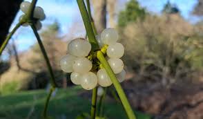 Attēlu rezultāti vaicājumam “Viscum album fruit”