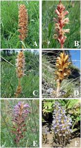Attēlu rezultāti vaicājumam “Orobanche elatior flower”
