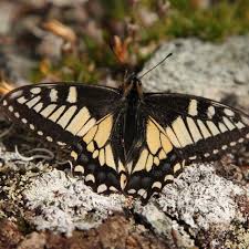 Attēlu rezultāti vaicājumam “Papilio machaon”
