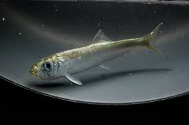 Image result for Clupea pallasii