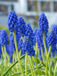 Attēlu rezultāti vaicājumam “Muscari armeniacum flower”