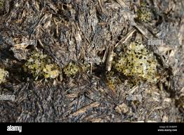 Attēlu rezultāti vaicājumam “Pilobolus crystallinus”