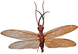 Attēlu rezultāti vaicājumam “Megaloptera”