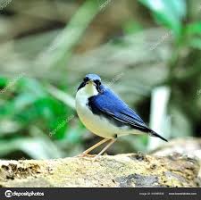 Image result for Luscinia cyane