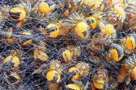 Attēlu rezultāti vaicājumam “Araneus diadematus eggs”