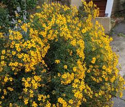 Attēlu rezultāti vaicājumam “Tagetes”