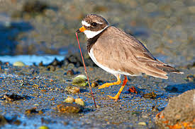 Attēlu rezultāti vaicājumam “Charadrius hiaticula adult”