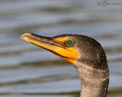 Image result for Phalacrocorax auritus
