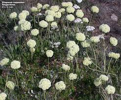 Attēlu rezultāti vaicājumam “Polygonaceae”