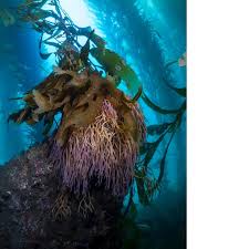 Attēlu rezultāti vaicājumam “Leskea polycarpa macro”