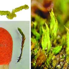 Attēlu rezultāti vaicājumam “Isothecium alopecuroides sporophyte”