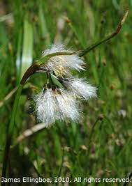 Attēlu rezultāti vaicājumam “Eriophorum latifolium fruit”