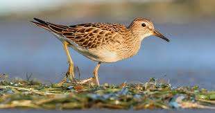 Image result for Calidris melanotos