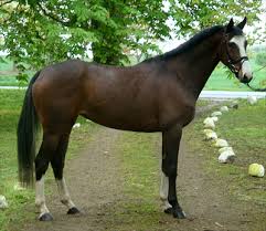 Image result for heiss tehron