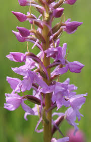 Attēlu rezultāti vaicājumam “Gymnadenia conopsea fruit”