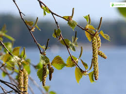 Attēlu rezultāti vaicājumam “Betula pendula flower”