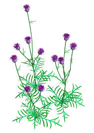 Attēlu rezultāti vaicājumam “Centaurea jacea flower”