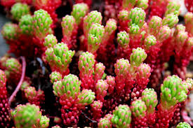 Image result for Mauerpfeffer